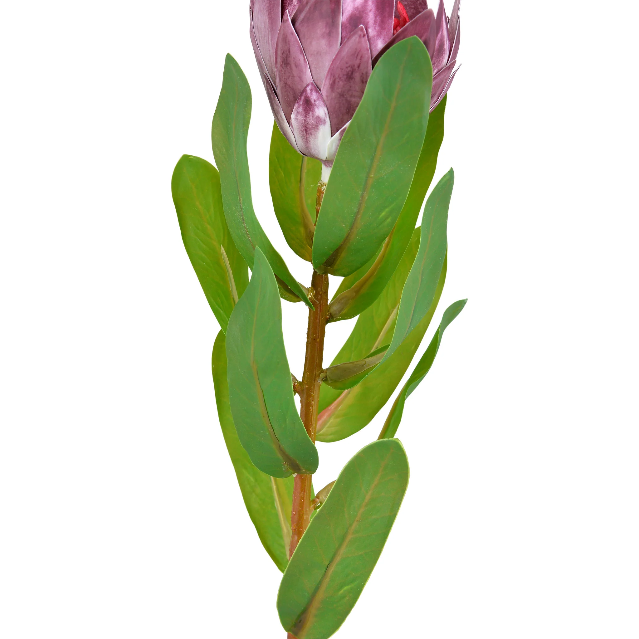 PROTEA Floare artificială - Image 3