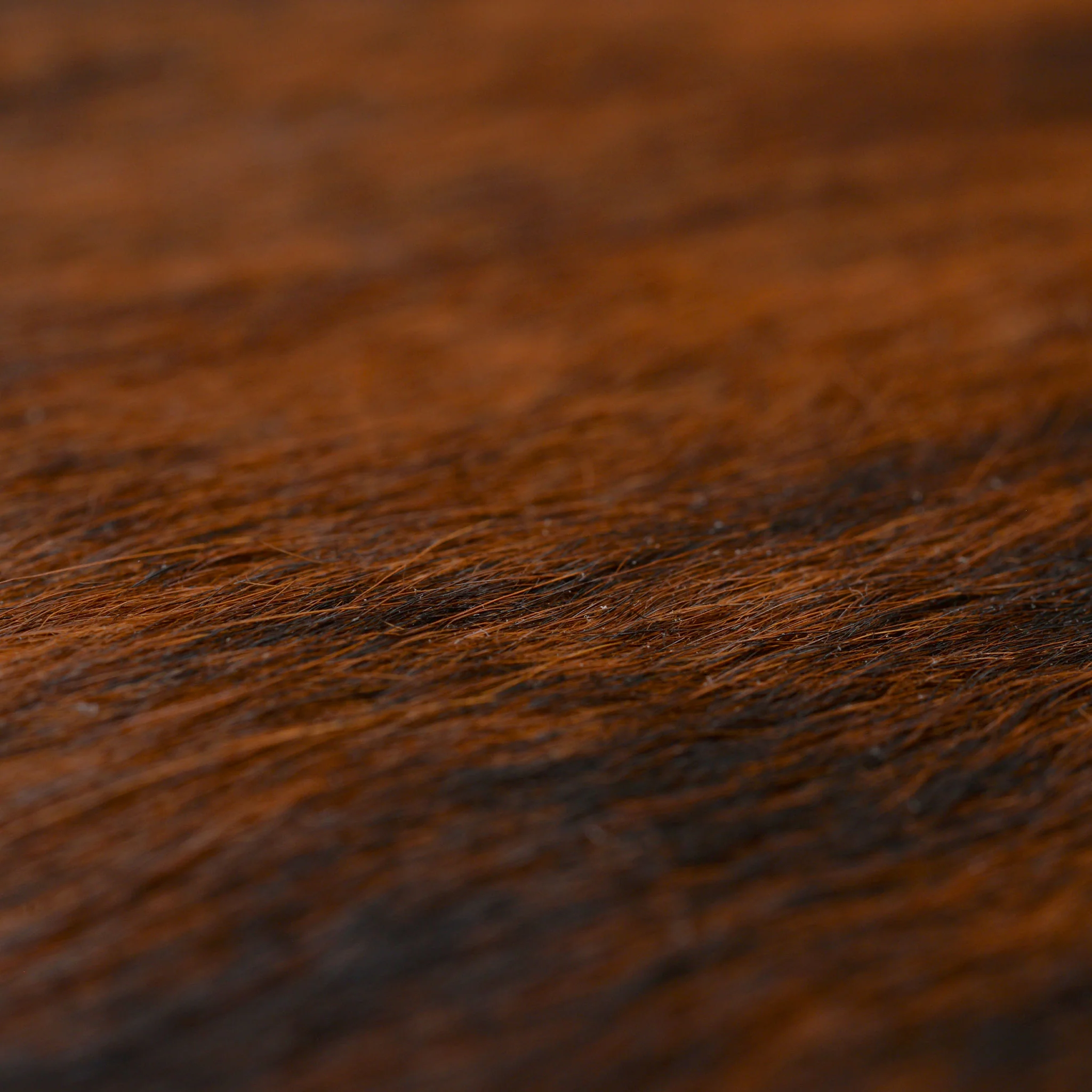 COW HIDE110 Covor cameră - Image 3