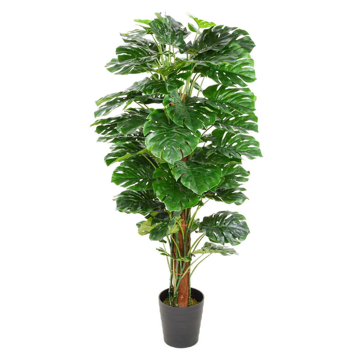 MONSTERA Copac artificial în ghiveci, H.180cm - Image 4